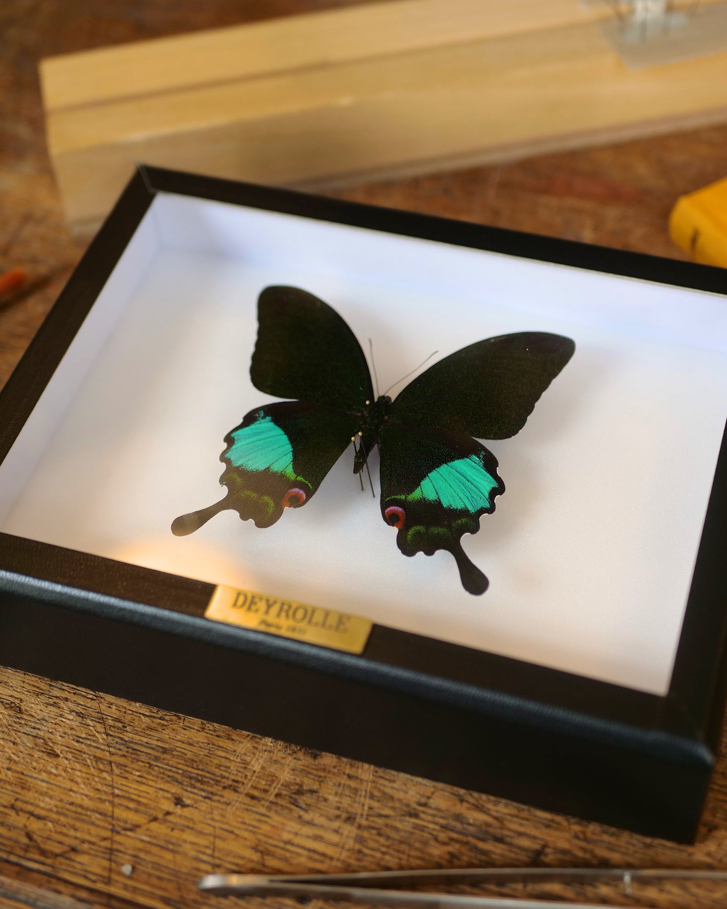 Papilio karna