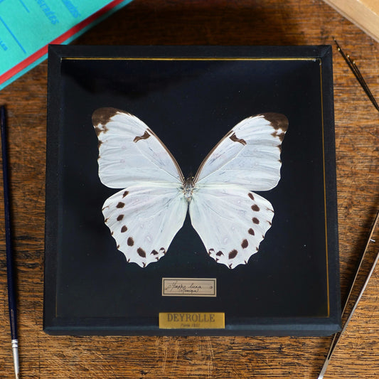 Morpho luna