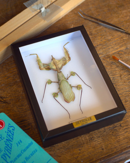 Idolomantis diabolica