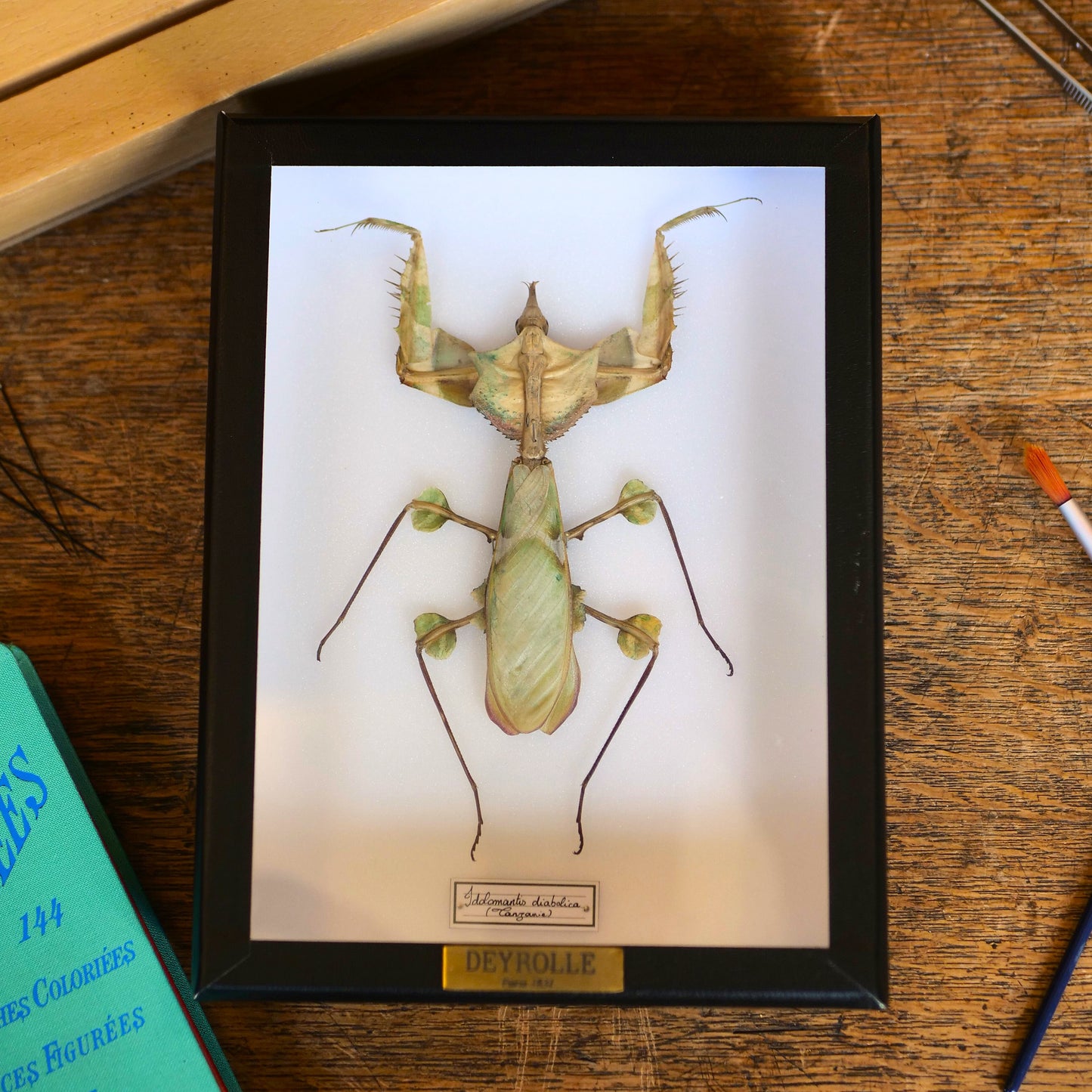 Idolomantis diabolica