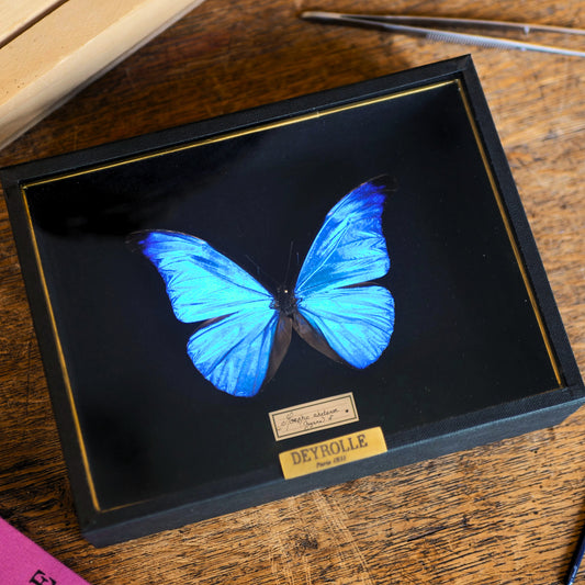 Morpho rhetenor