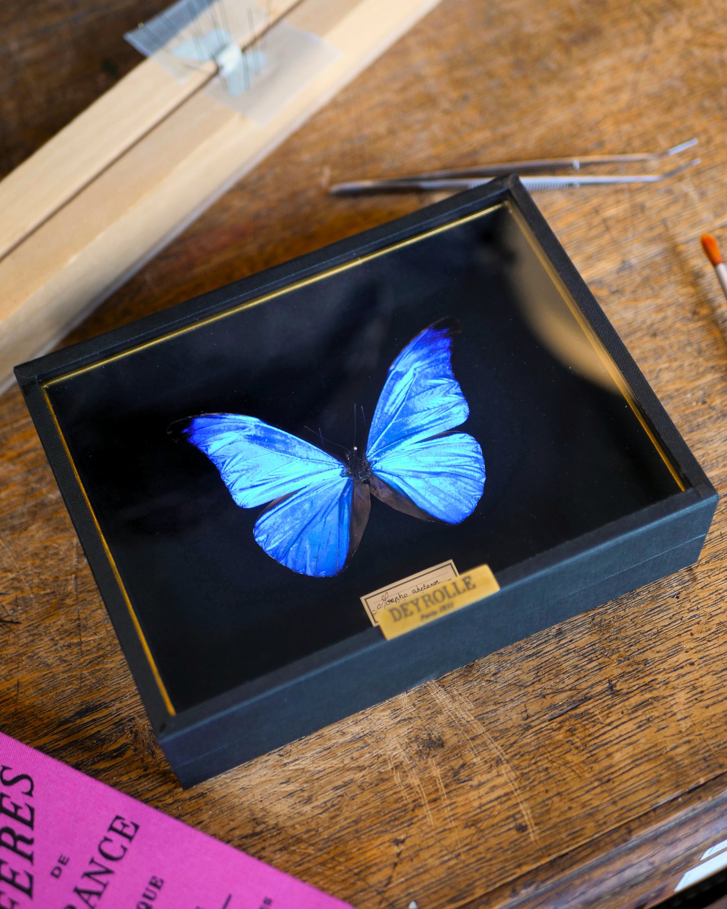Morpho rhetenor