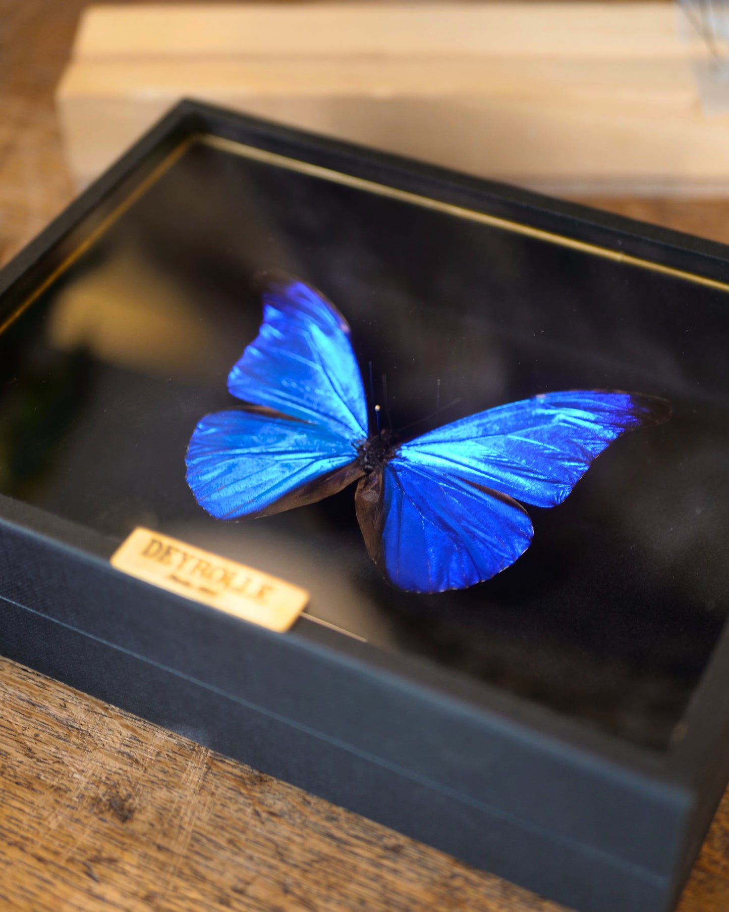Morpho rhetenor
