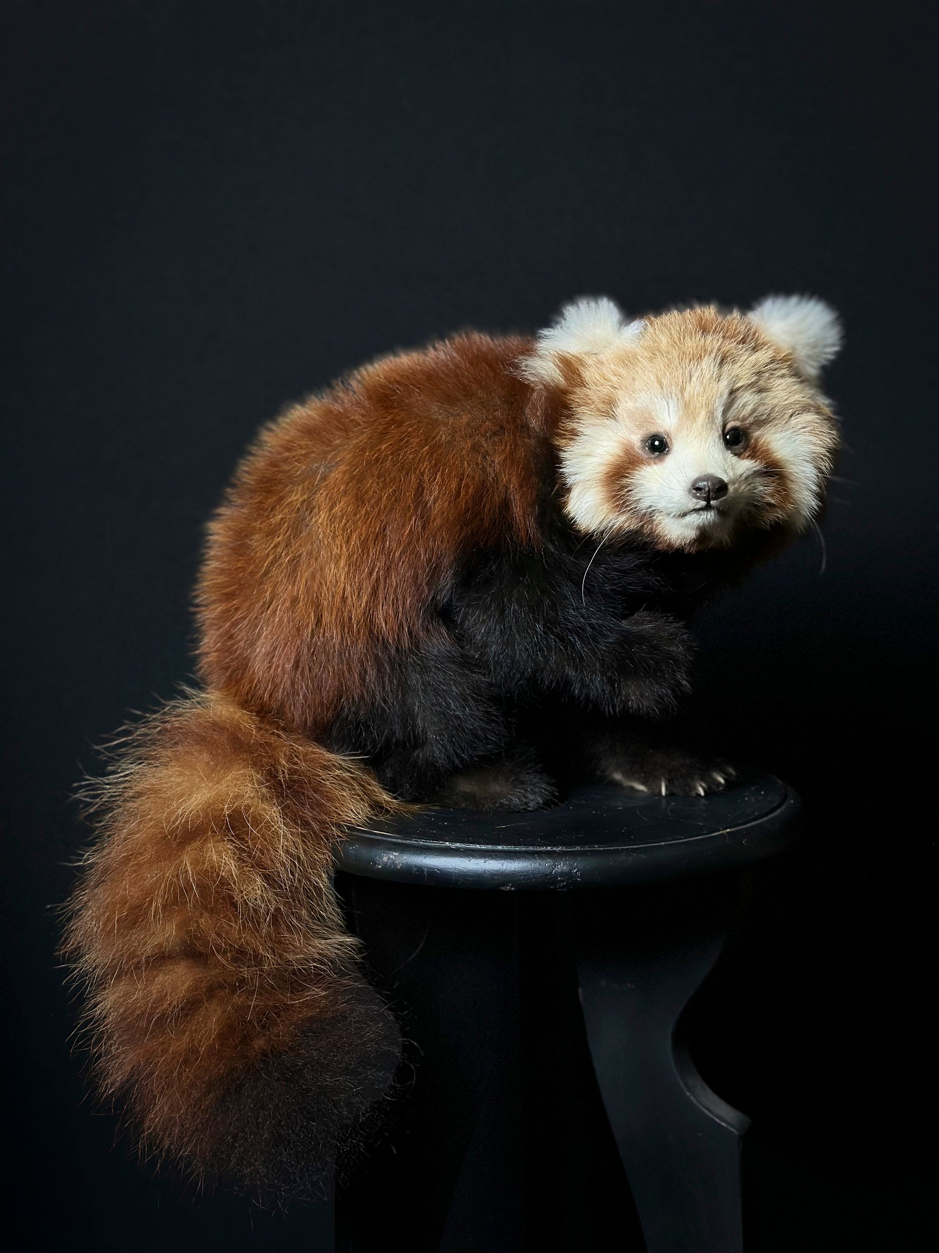 Panda Roux Protéger Les Pandas Roux Dans Leurs Forêts Du Népal