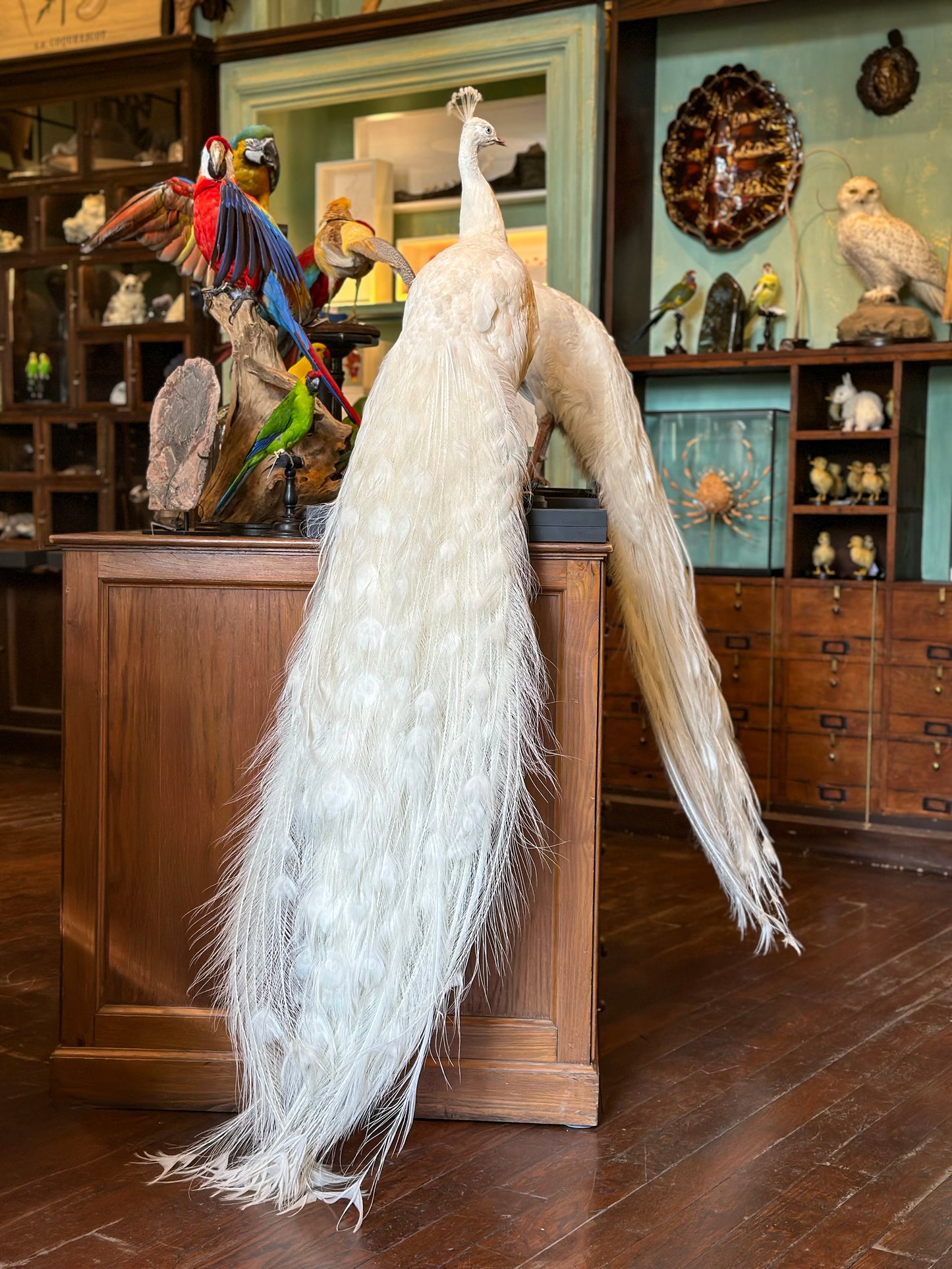 White peacock