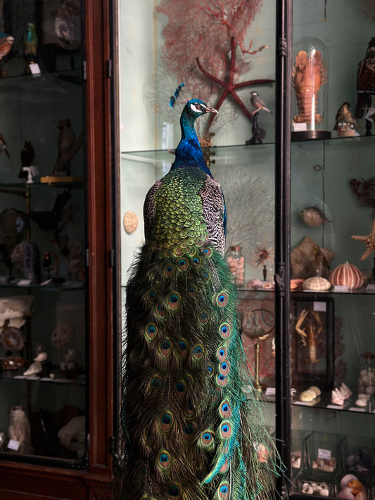 Blue peacock head left