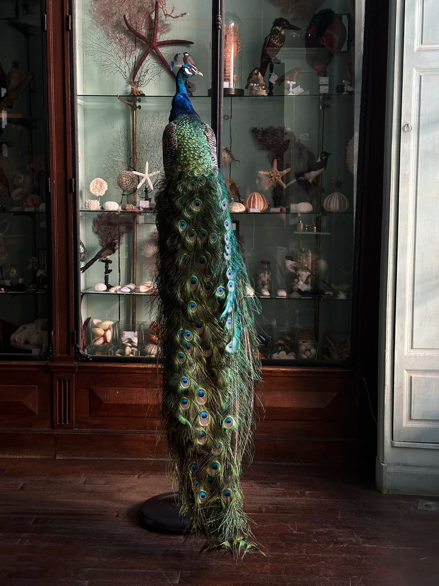 Paon bleu tête à gauche