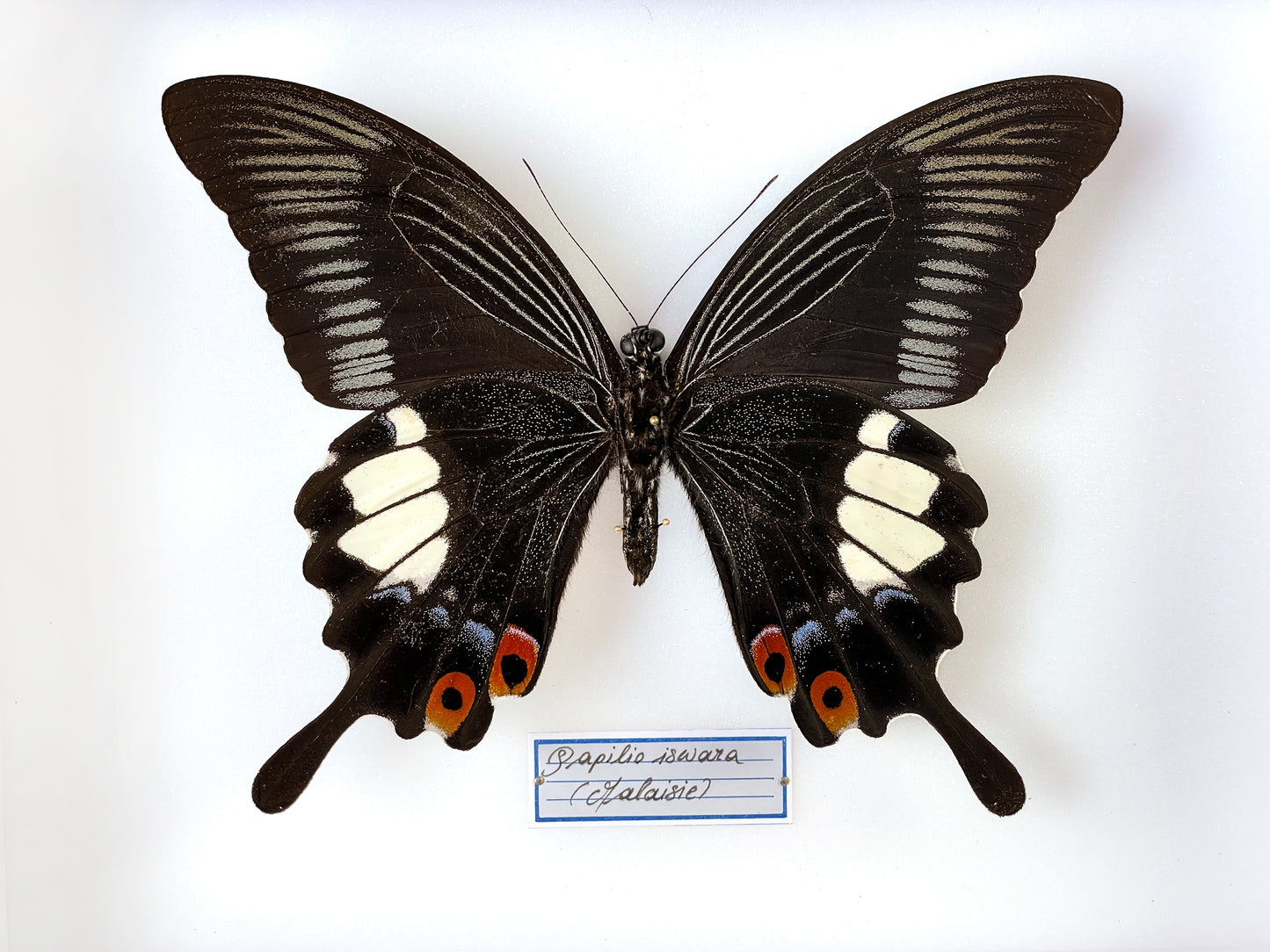 Papilio iswara