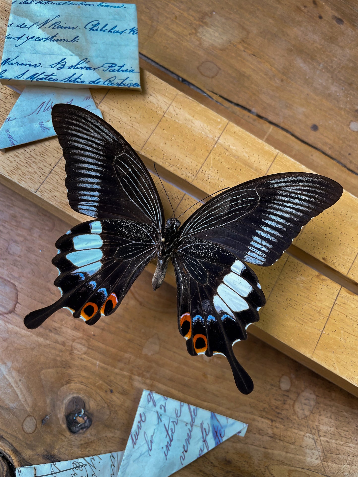 Papilio iswara