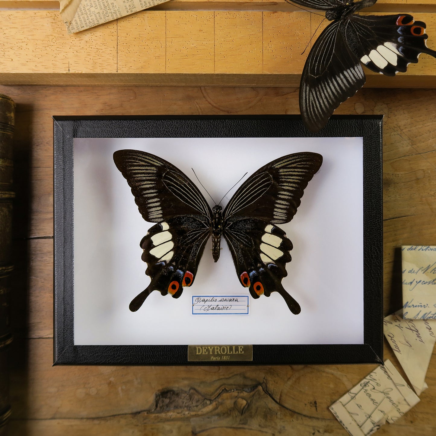 Papilio iswara