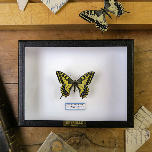 Papilio machaon