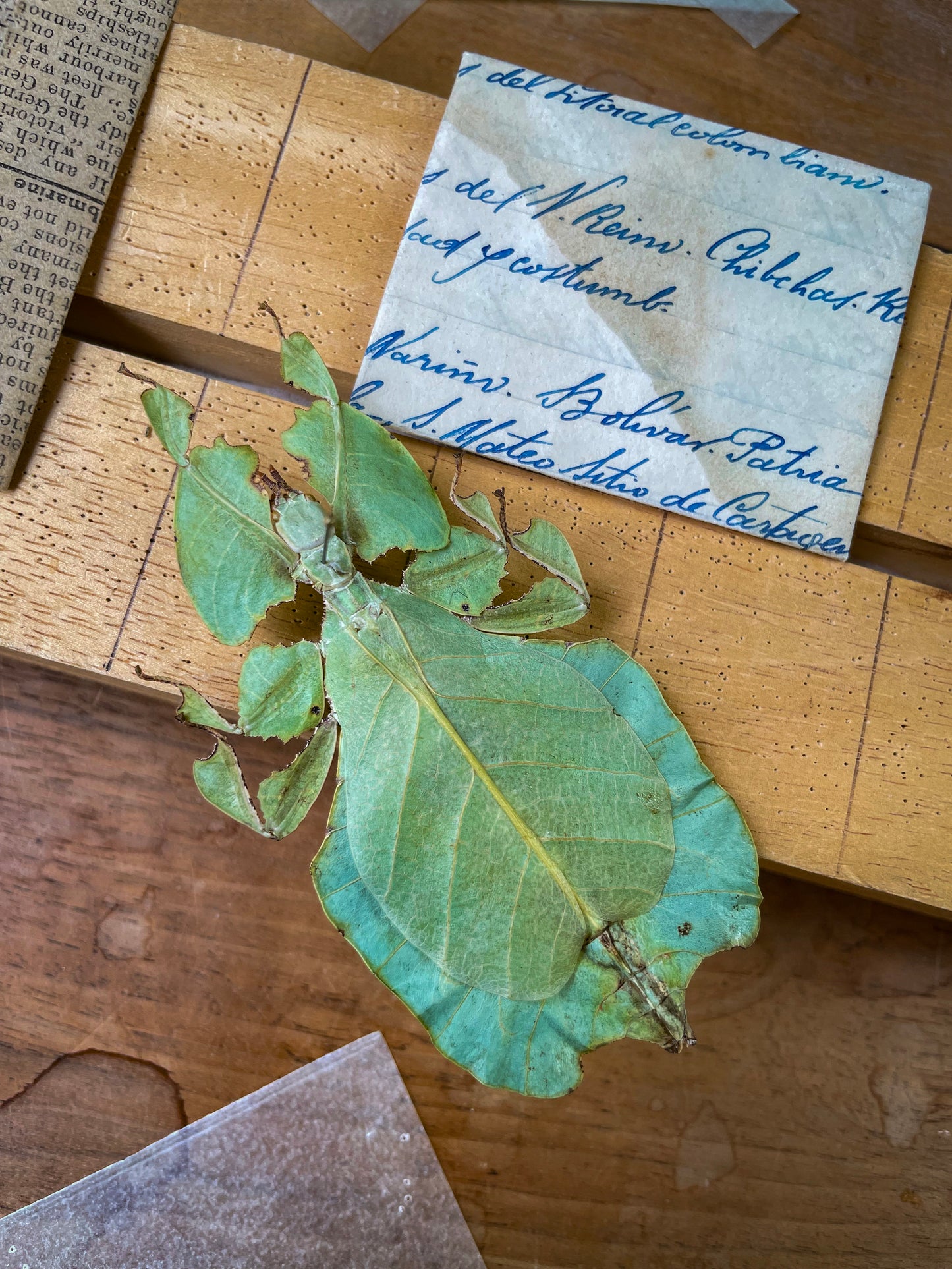 Phyllium Bioculatum