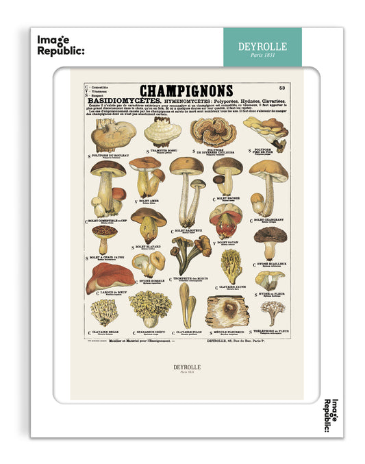 Les champignons - Deyrolle x Image Republic
