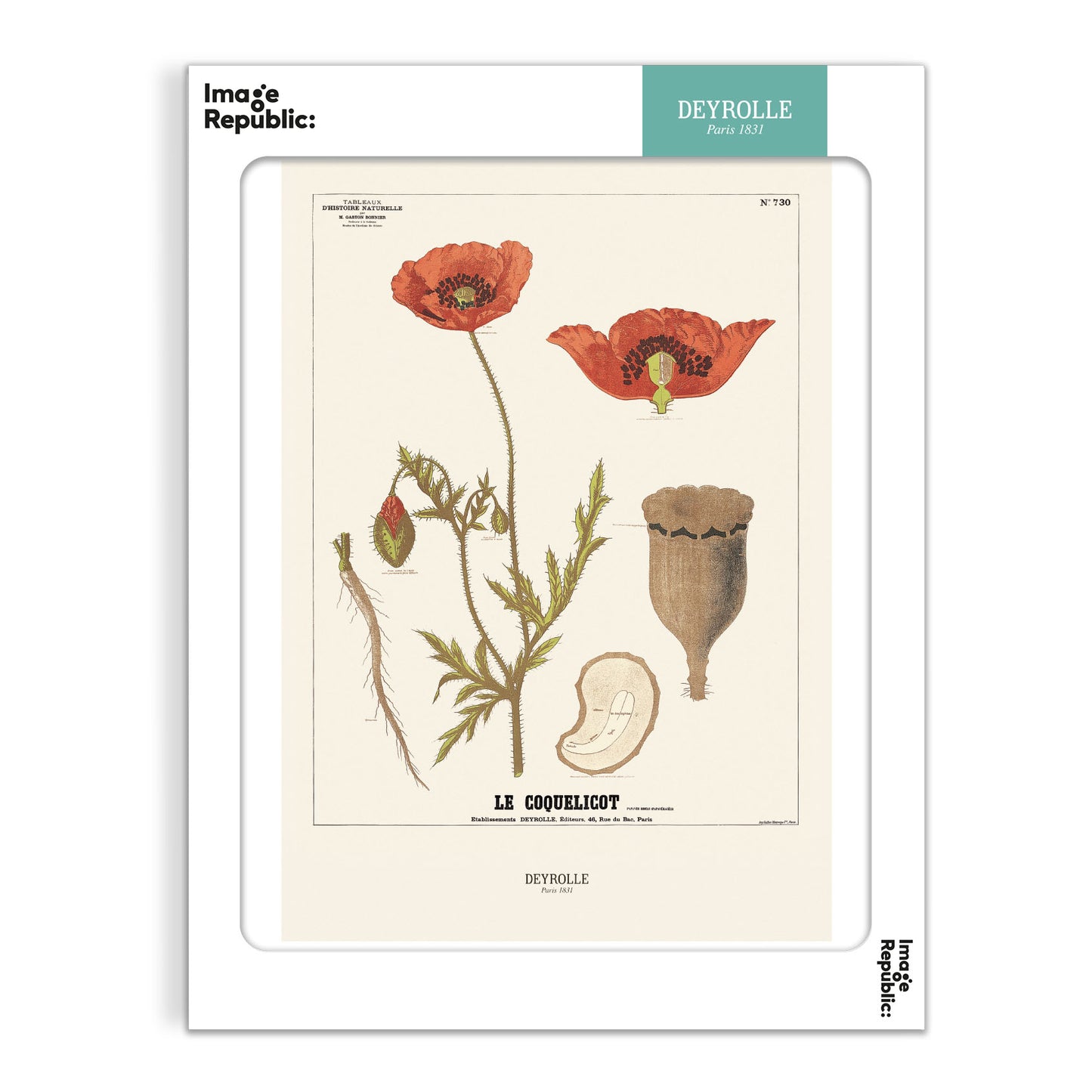 Poppy - Deyrolle x Image Republic