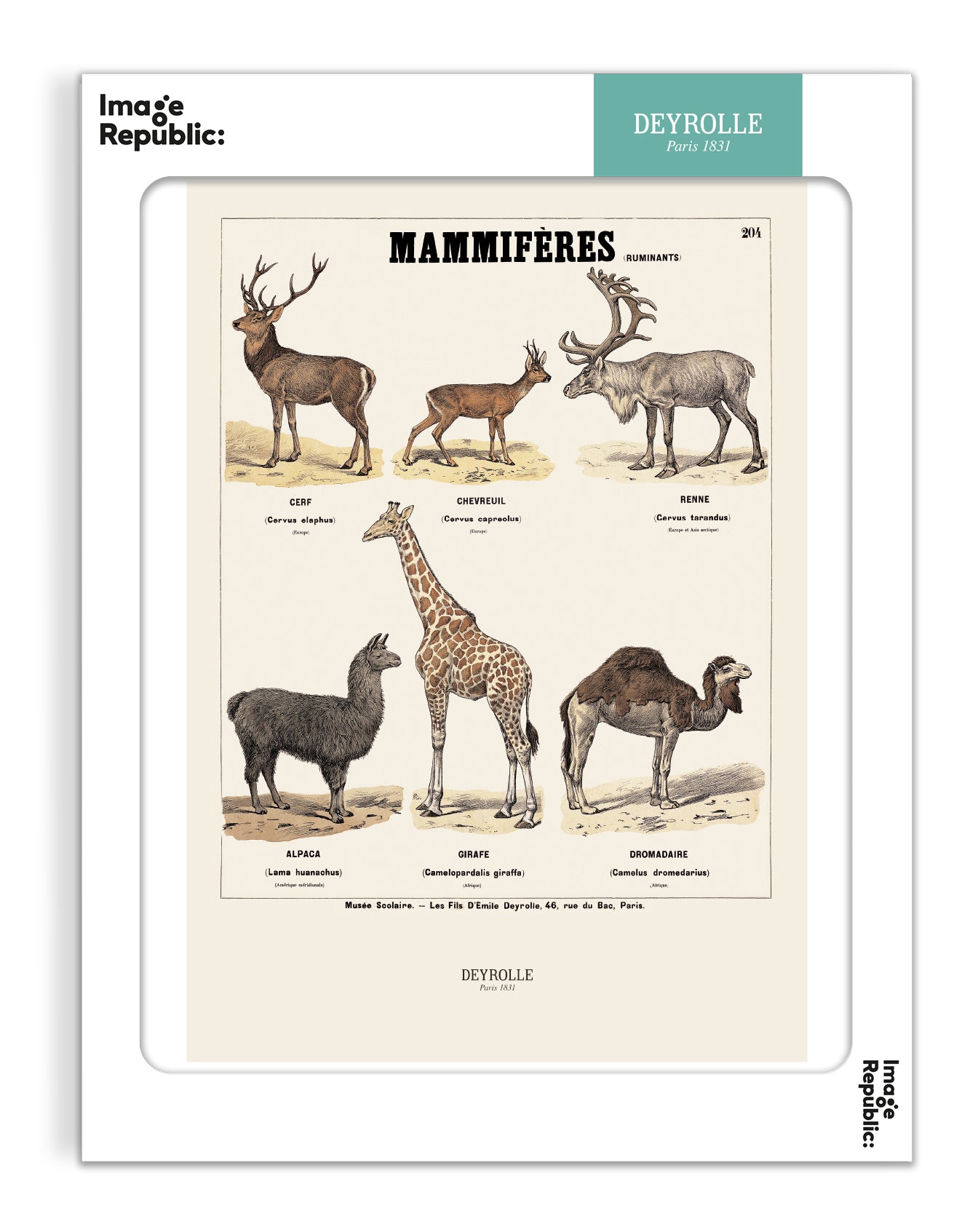 Les mammifères - Deyrolle x Image Republic