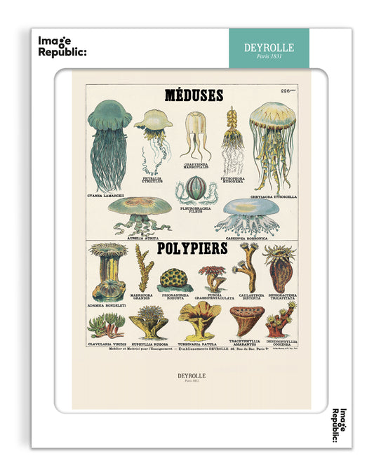 Les méduses - Deyrolle x Image Republic