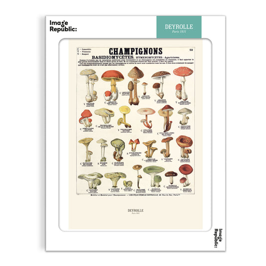 Mushrooms - Deyrolle x Image Republic