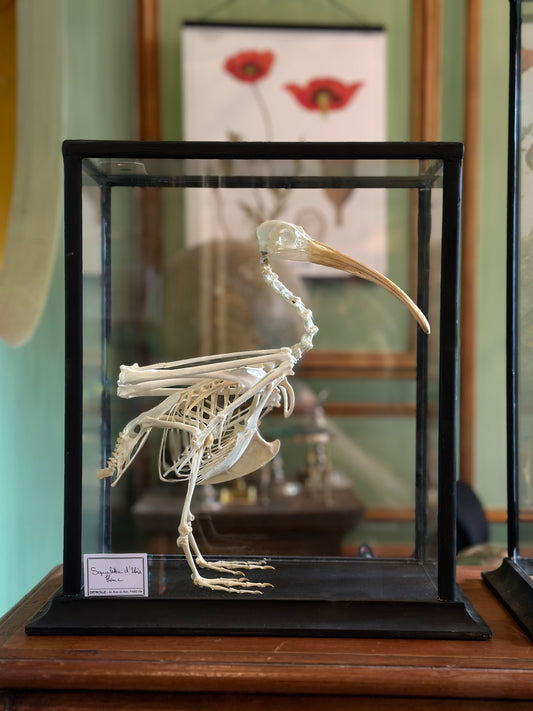 White ibis skeleton under tank