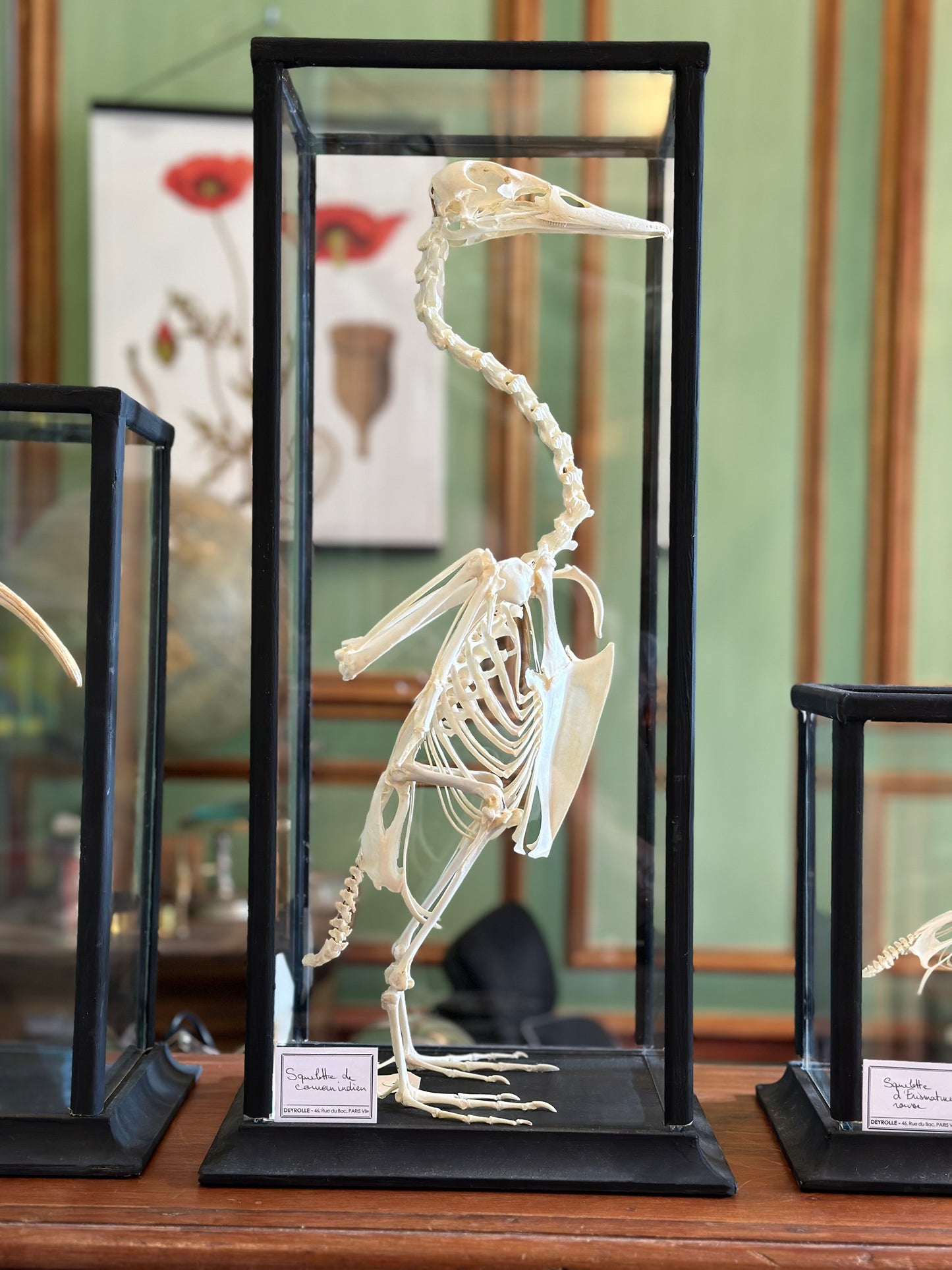 Indian Runner Skeleton