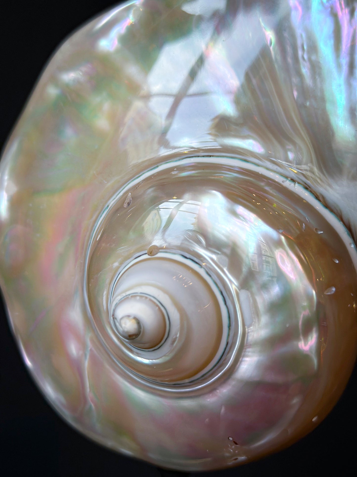 Pearly turbo on turned wooden base