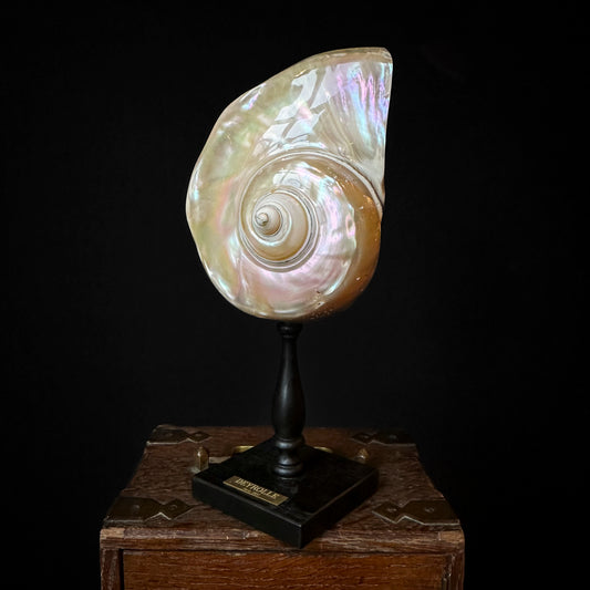 Pearly turbo on turned wooden base