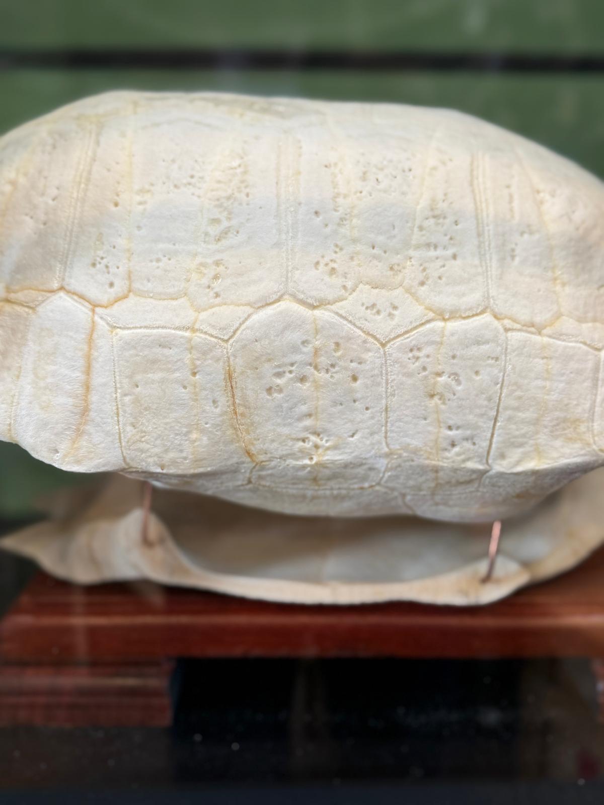 Squelette de Tortue charbonnière à pattes rouges