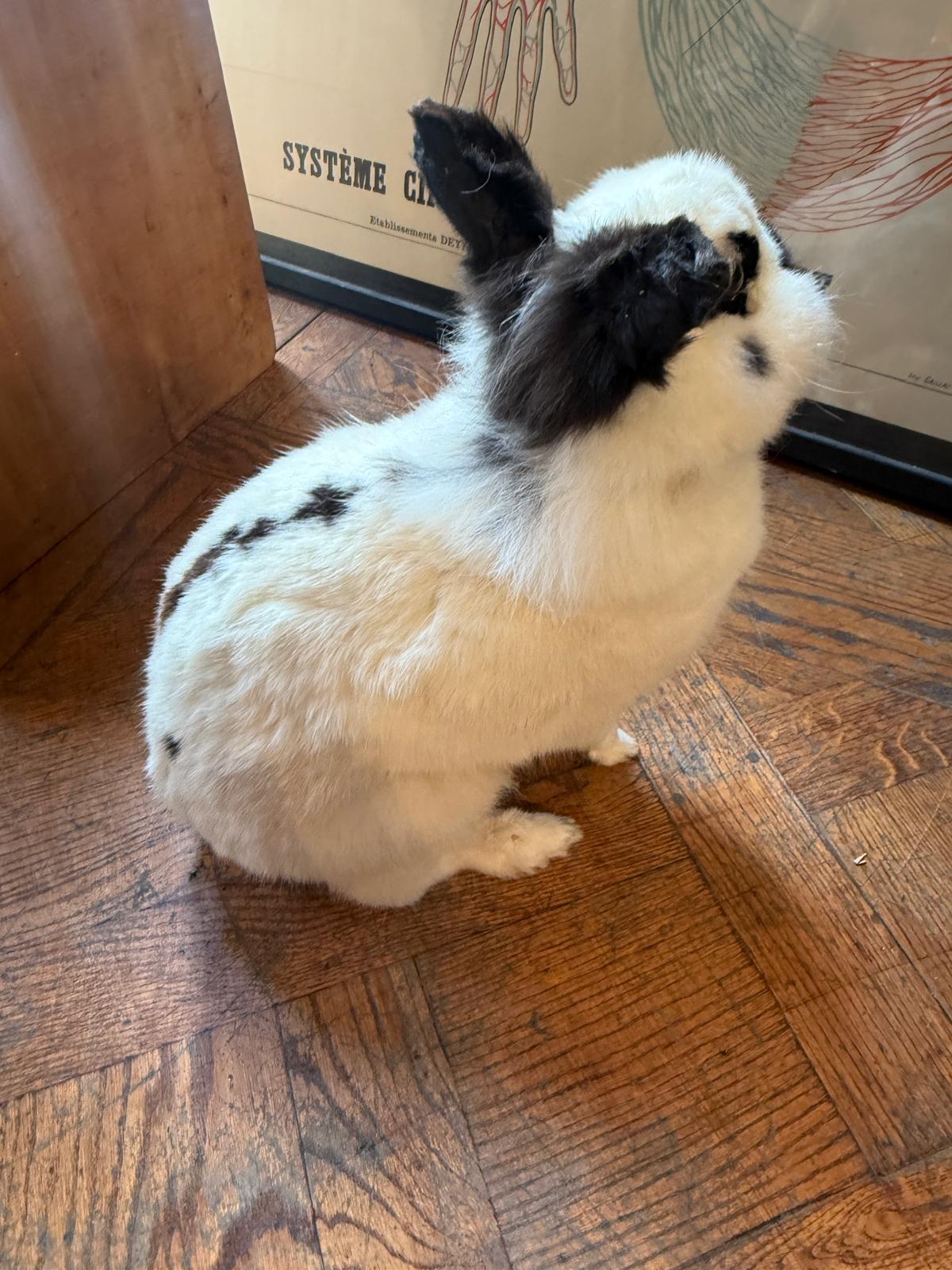 Lapin noir & blanc assis