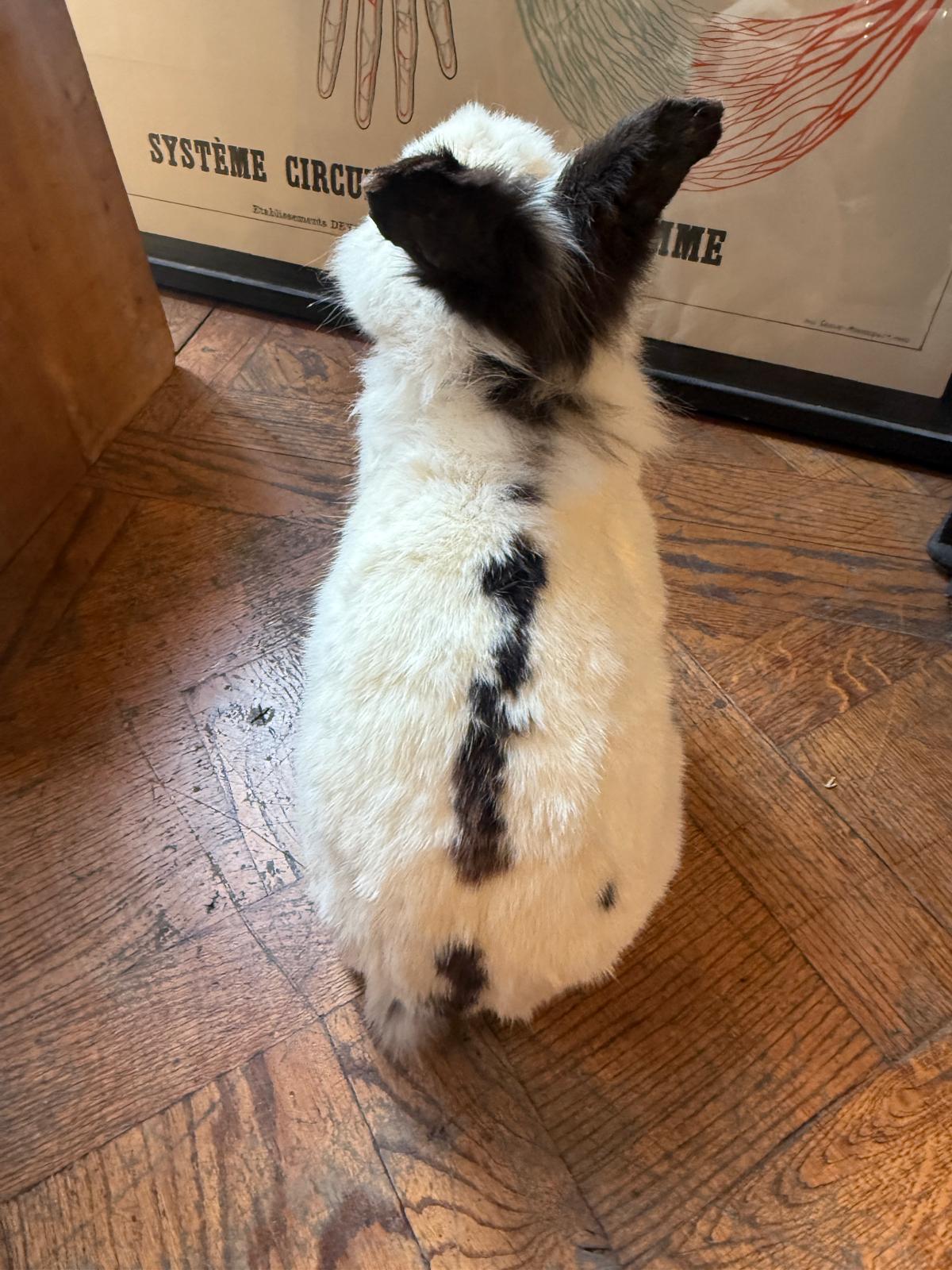 Lapin noir & blanc assis