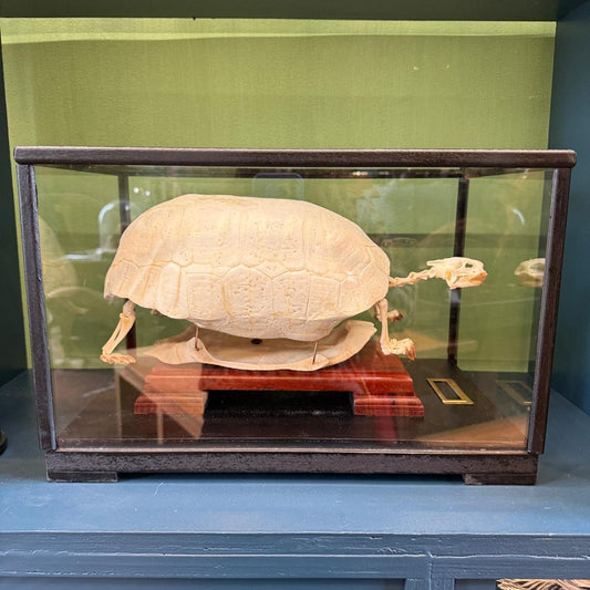 Squelette de Tortue charbonnière à pattes rouges