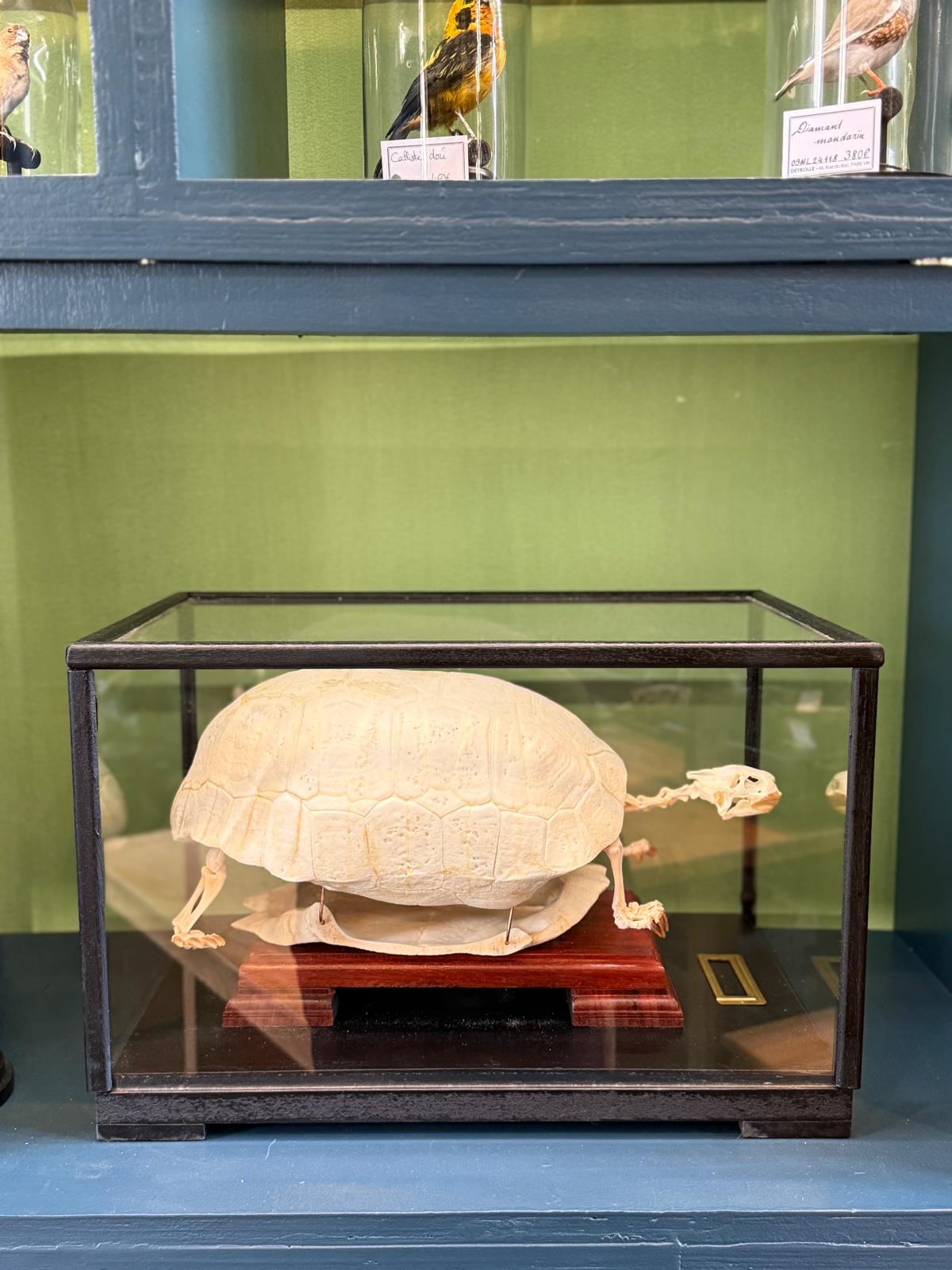 Squelette de Tortue charbonnière à pattes rouges