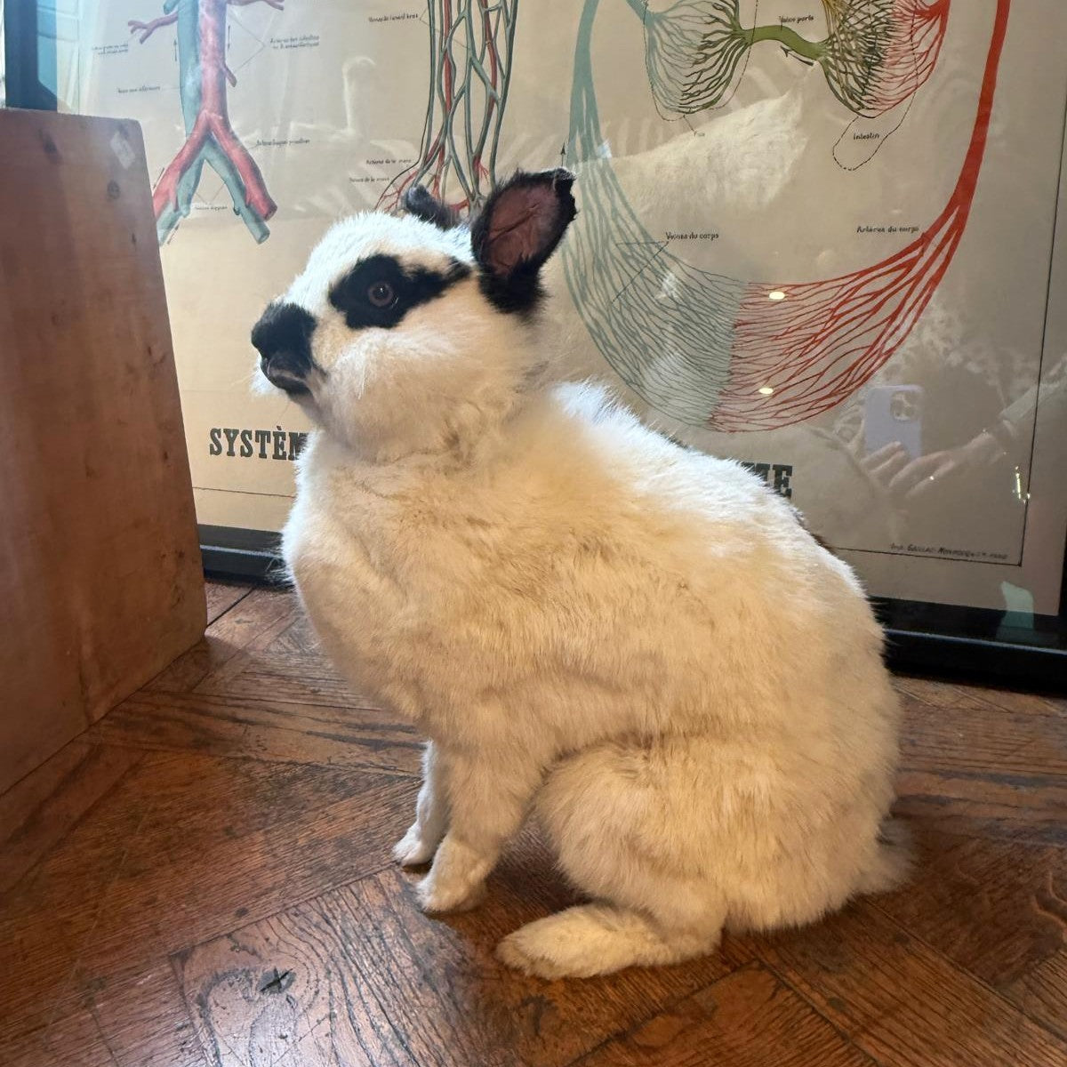 Lapin noir & blanc assis