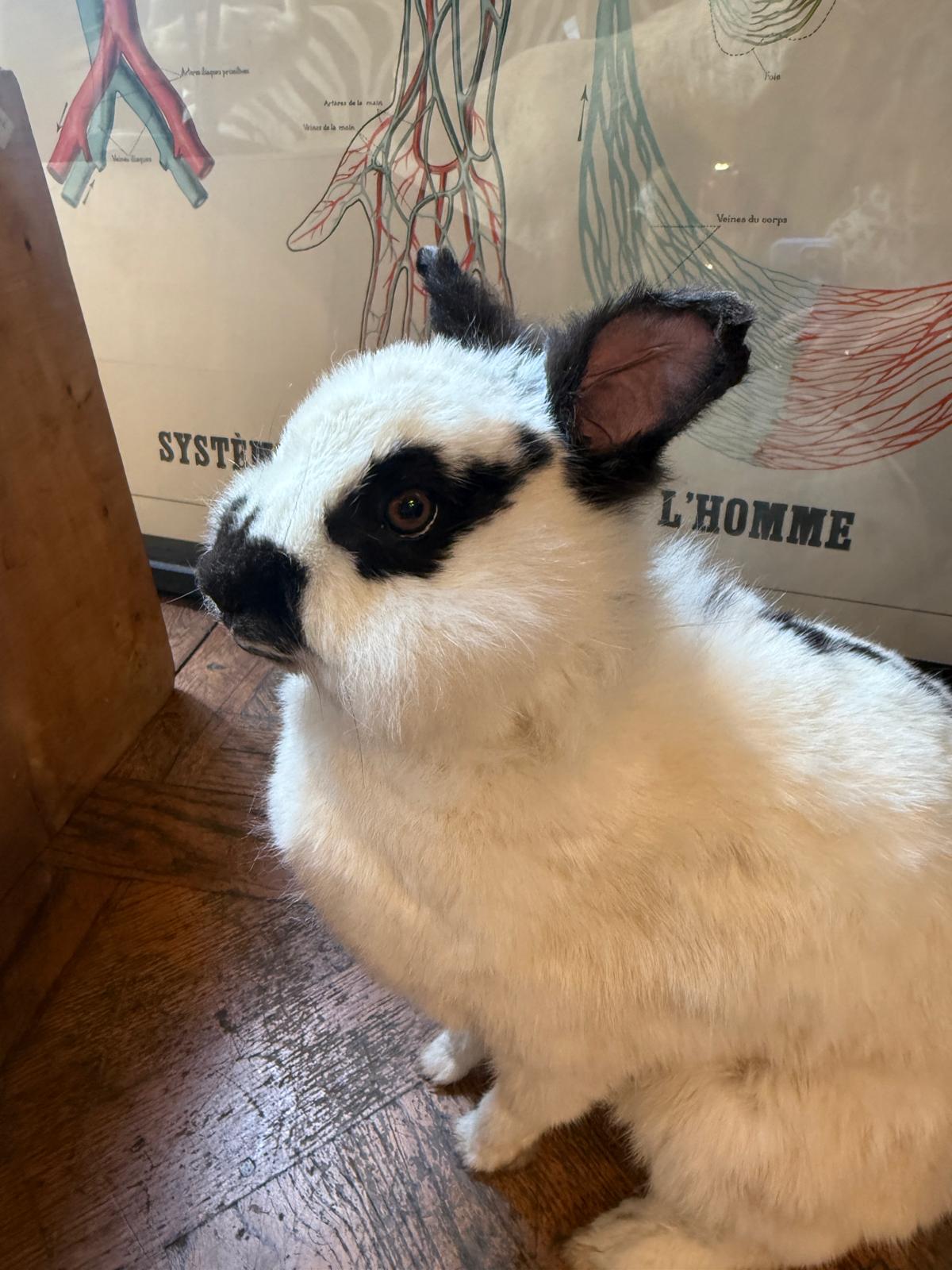 Lapin noir & blanc assis