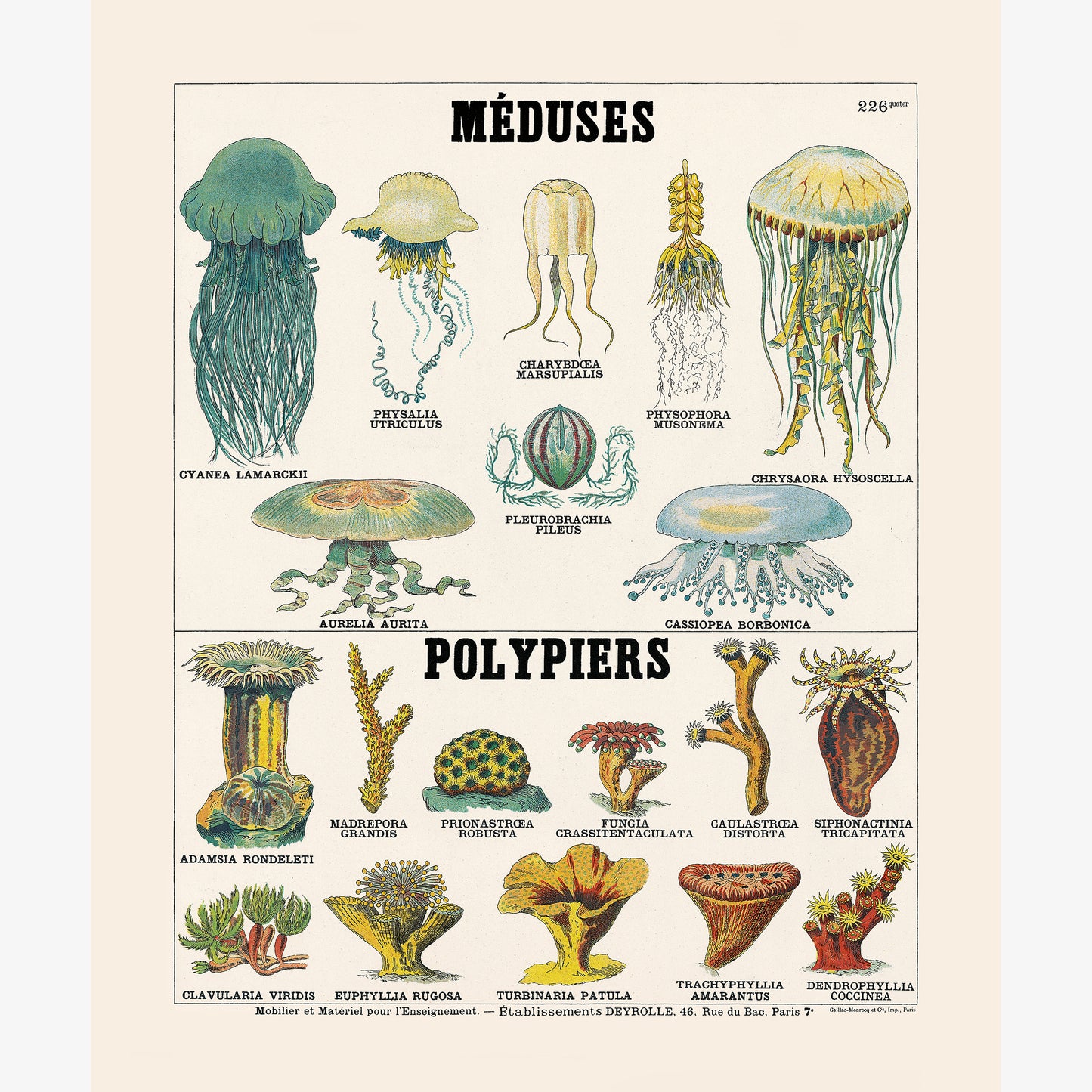 Jellyfish/Polymers