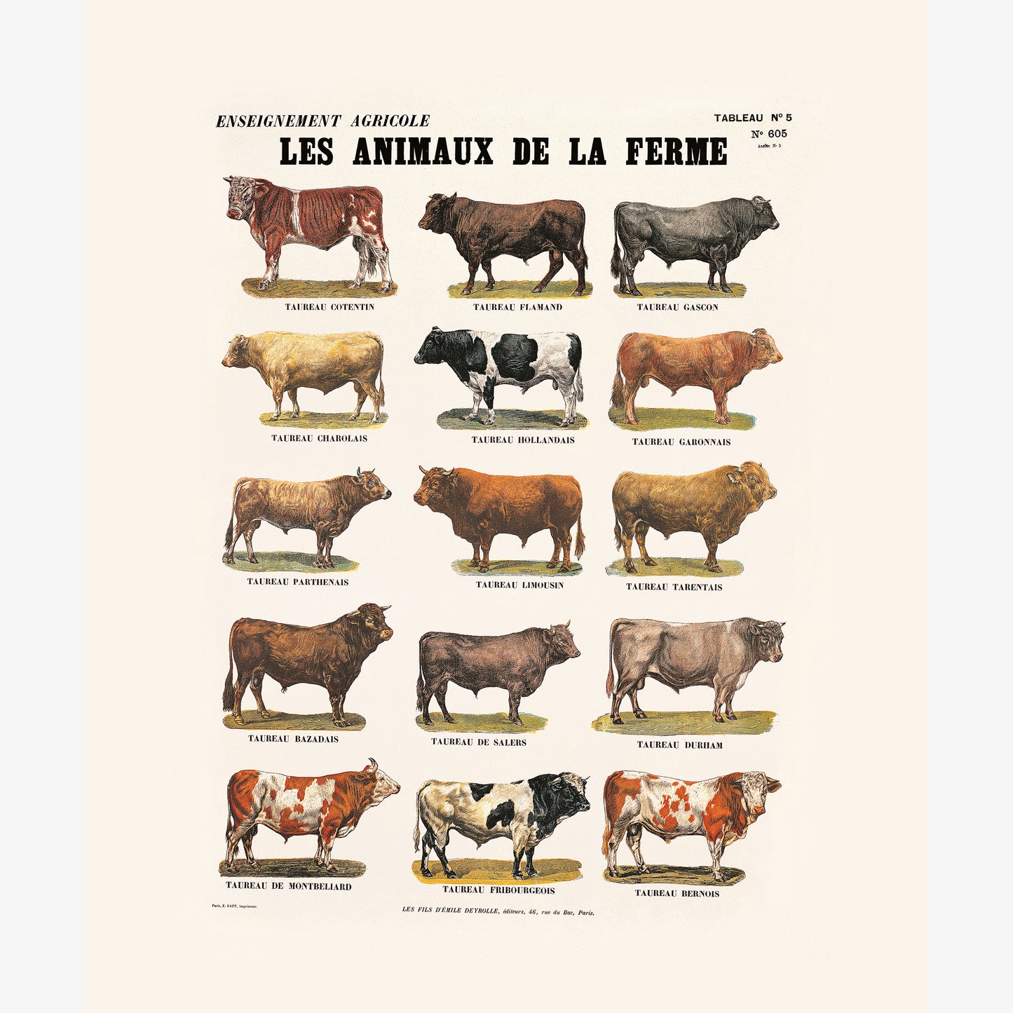 Farm animals: bulls