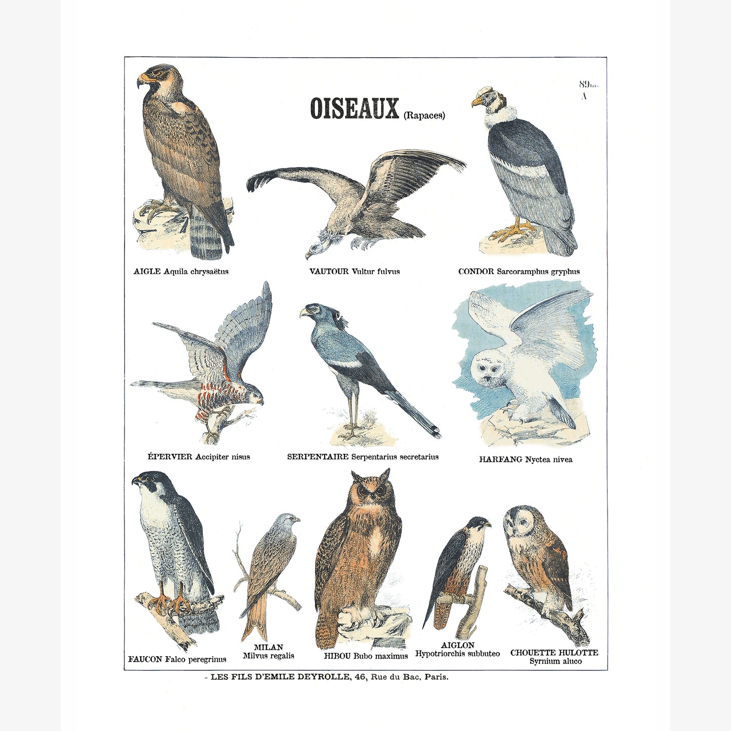 Oiseaux (rapaces)