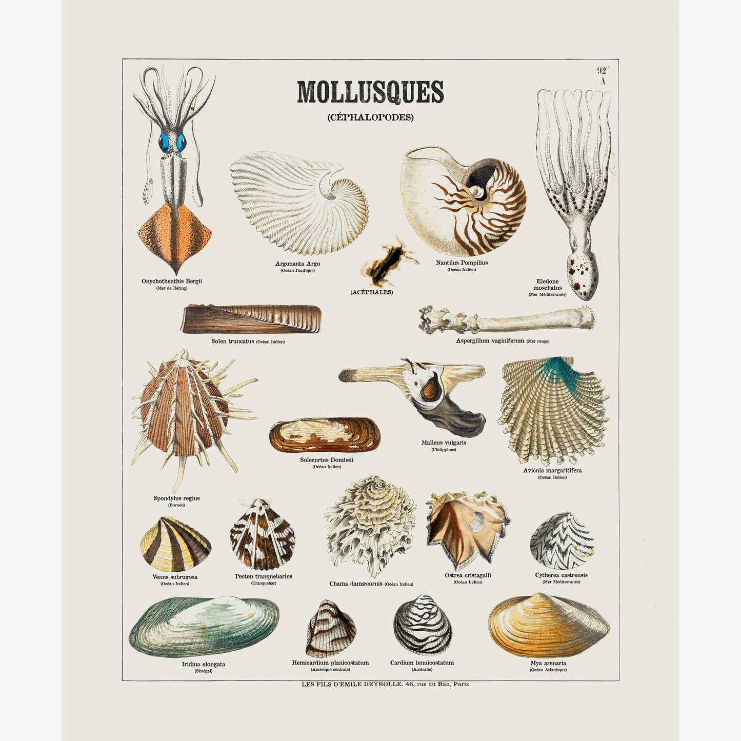 Molluscs (Cephalopods)