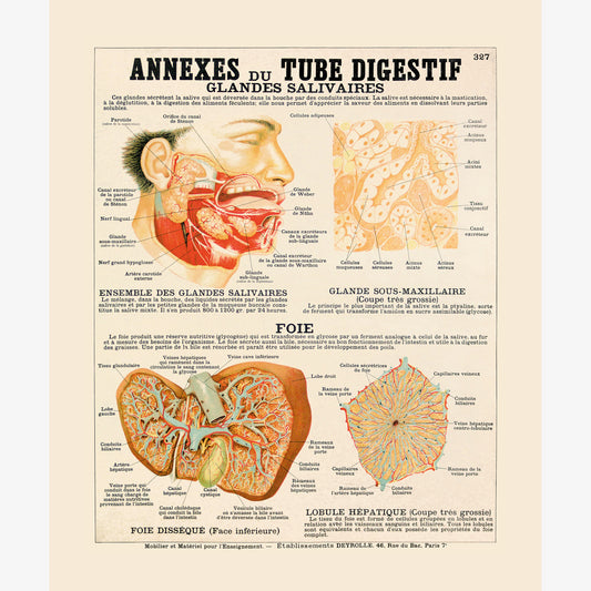 Annexe du tube digestif, glandes salivaires et foie