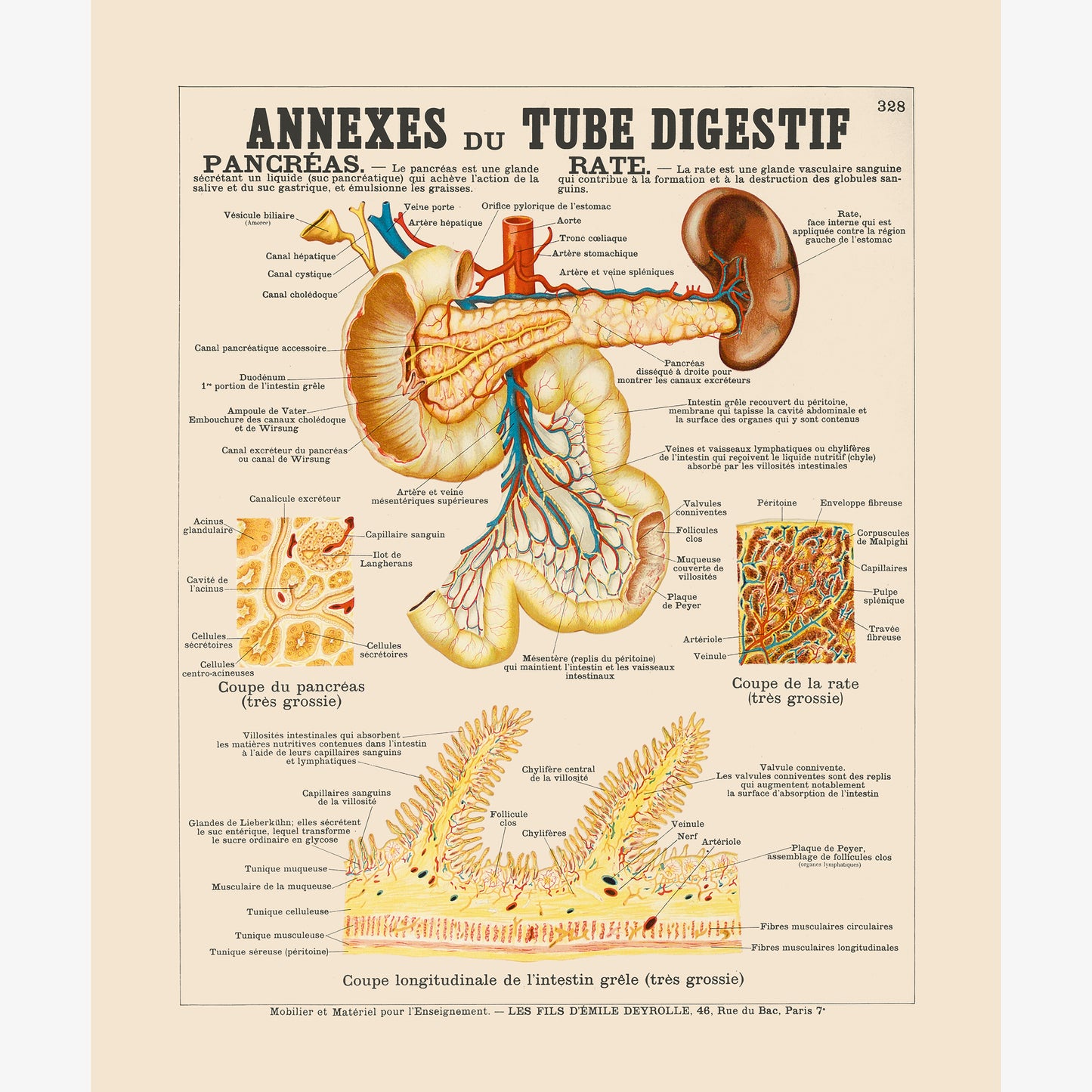 Appendix of the digestive tract, spleen and pancreas