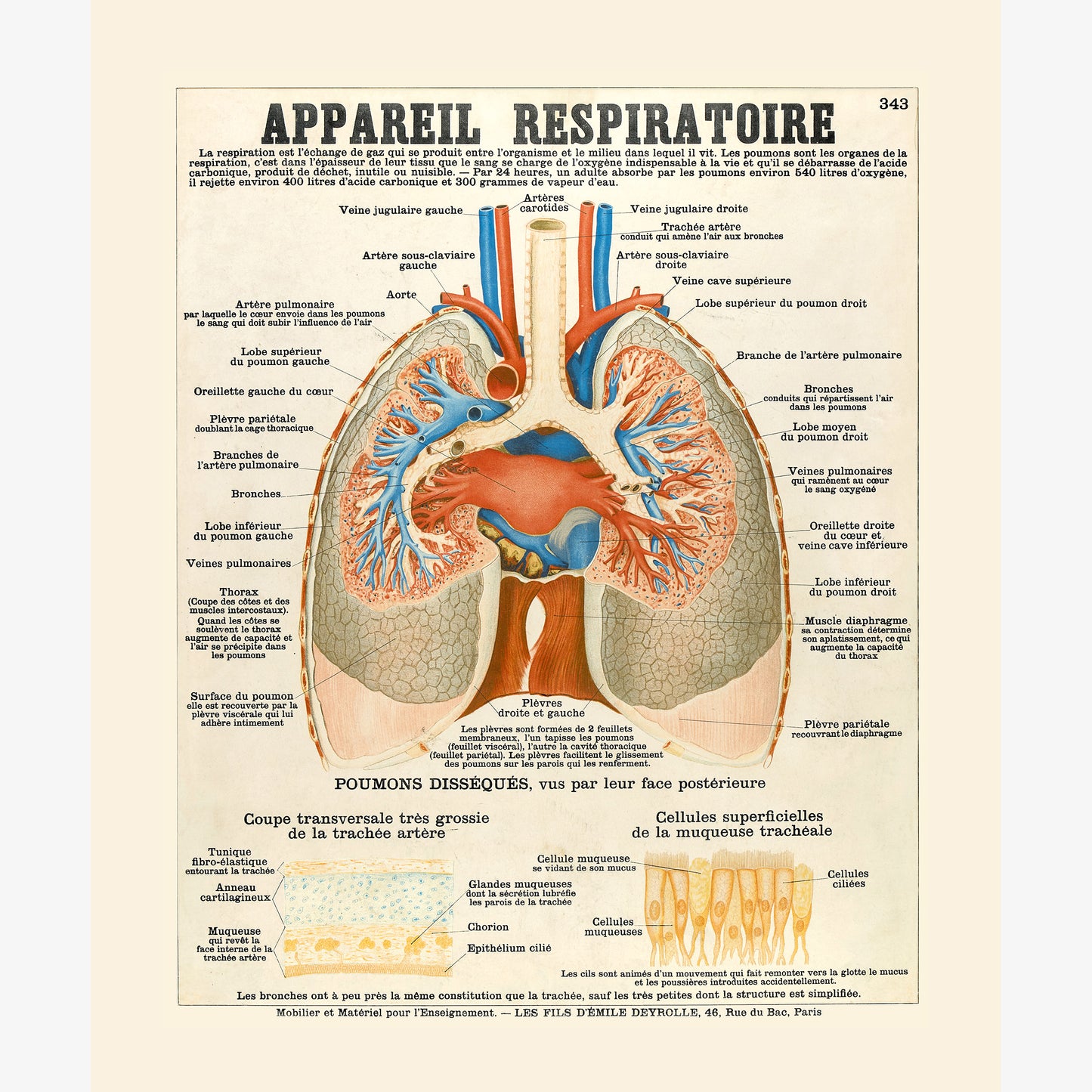 Respiratory system