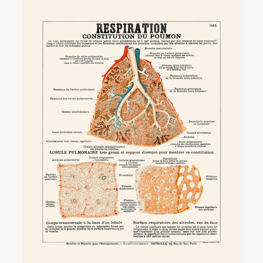 Respiration, constitution du poumon