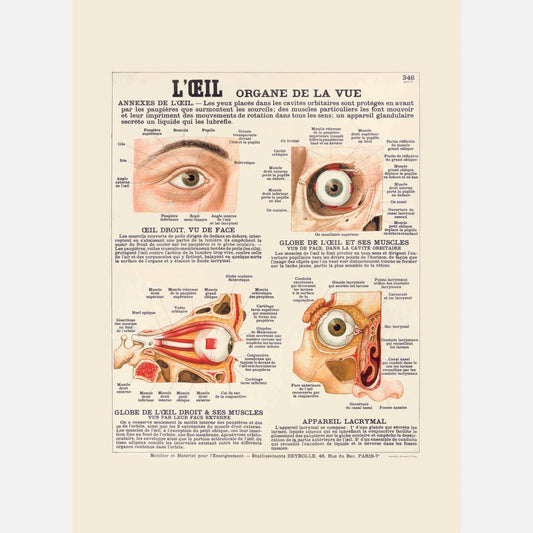 L’œil, organe de la vue