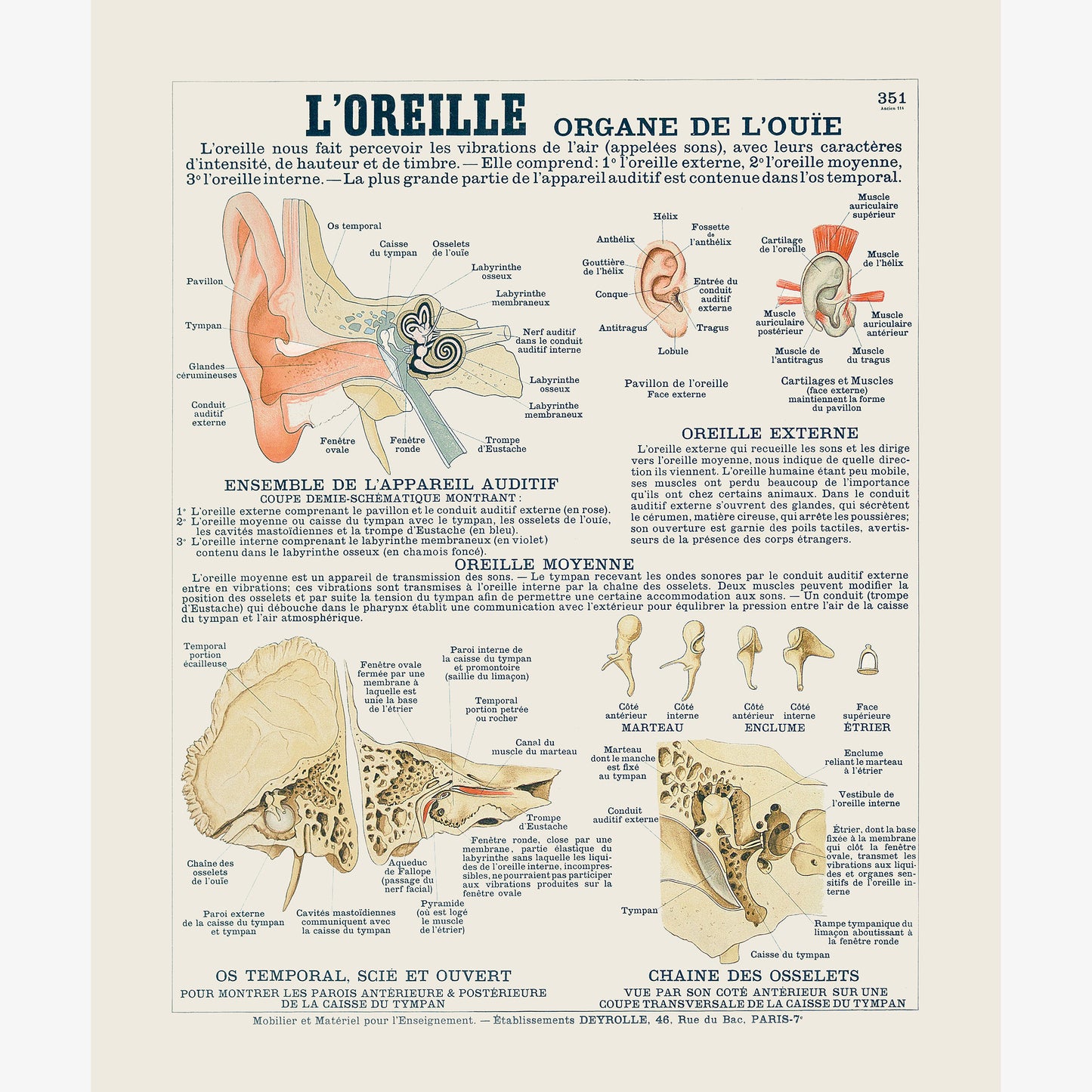 The ear, organ of hearing