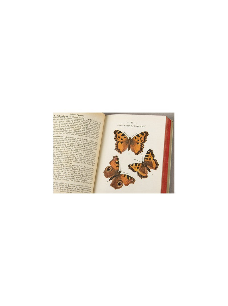Atlas de poche - Papillons de France