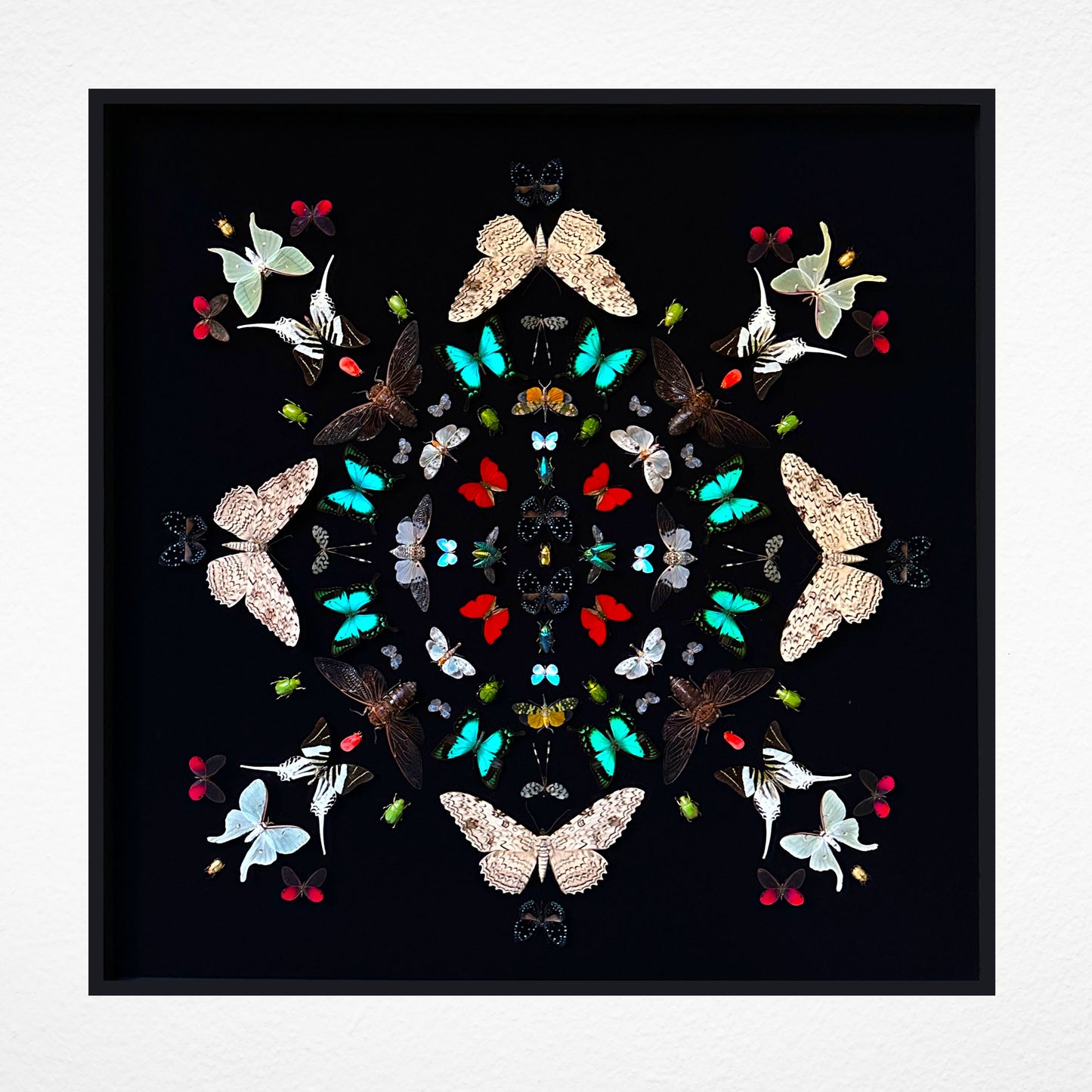 Mandala entomologique monumental