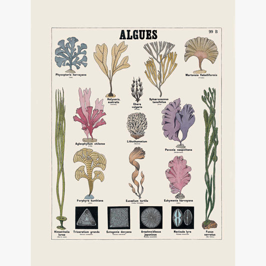 Algae