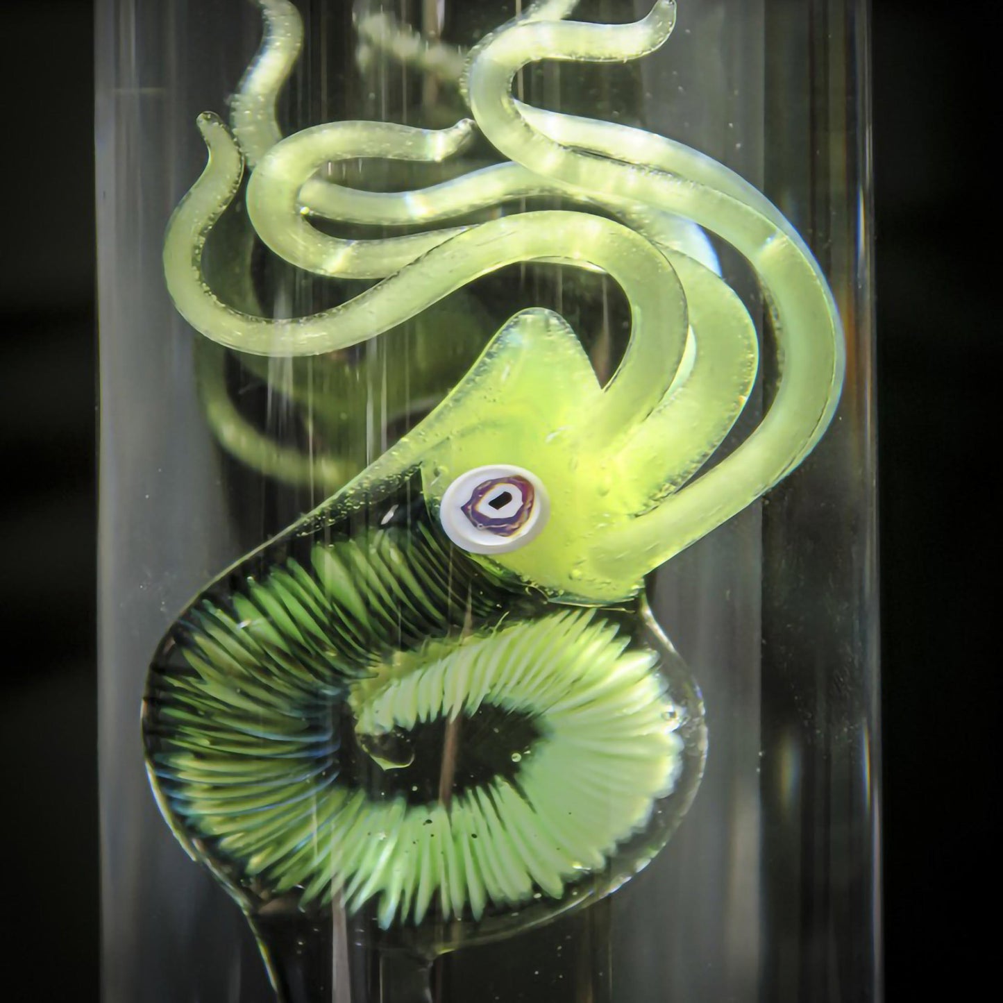 Cabinet de curiosité : Cephalopoda