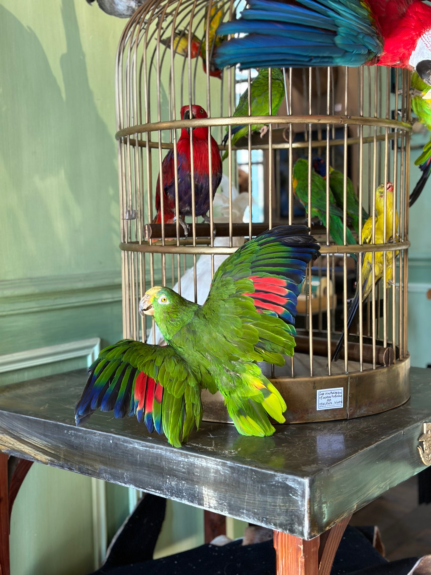 Cage à oiseaux exotiques