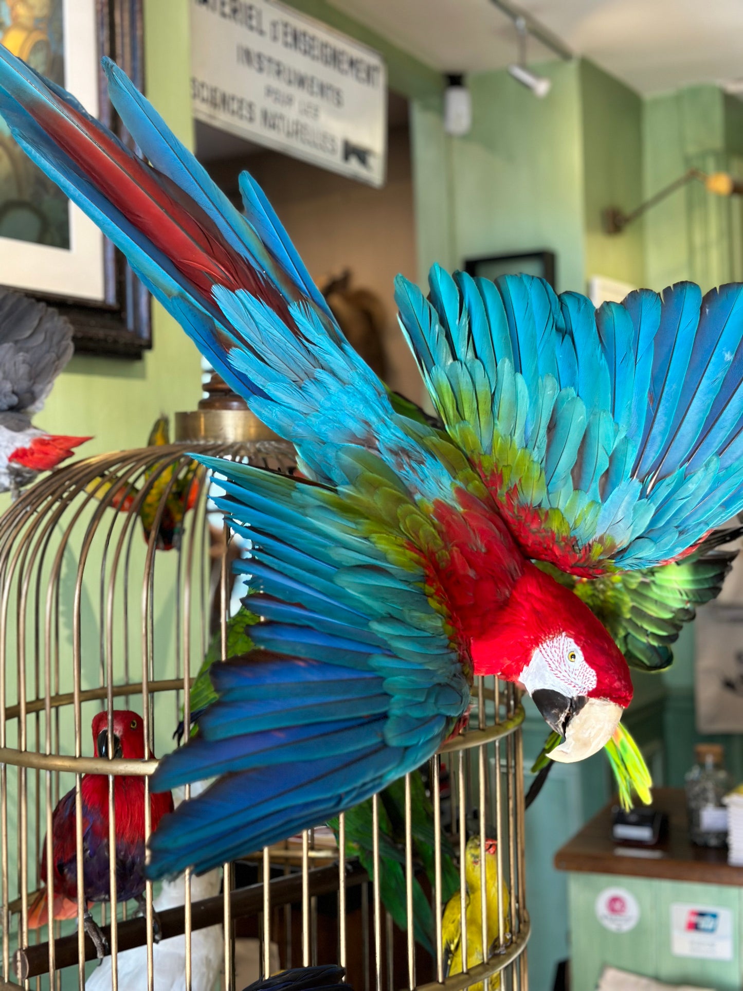 Cage à oiseaux exotiques