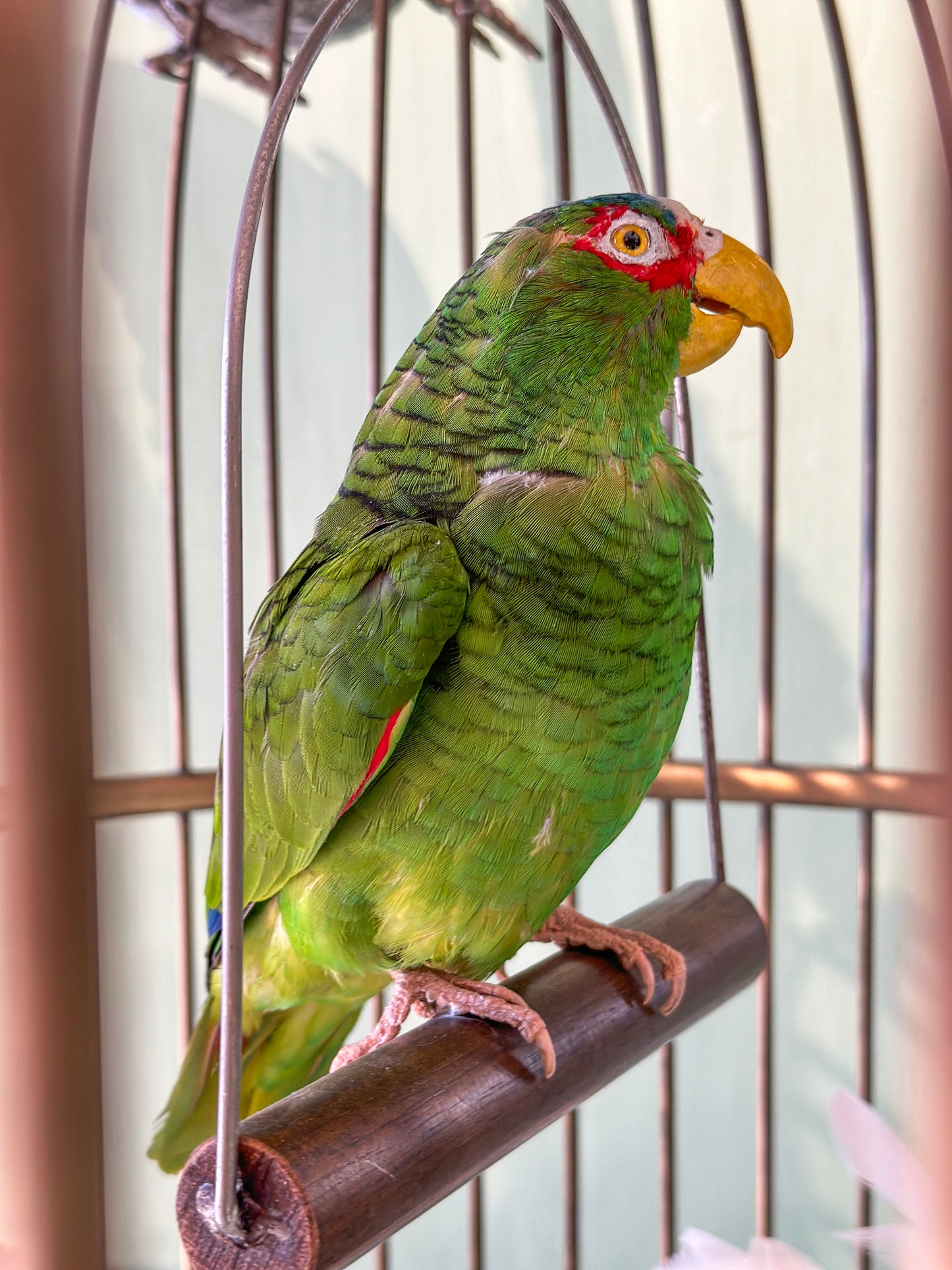 Cage à oiseaux exotiques