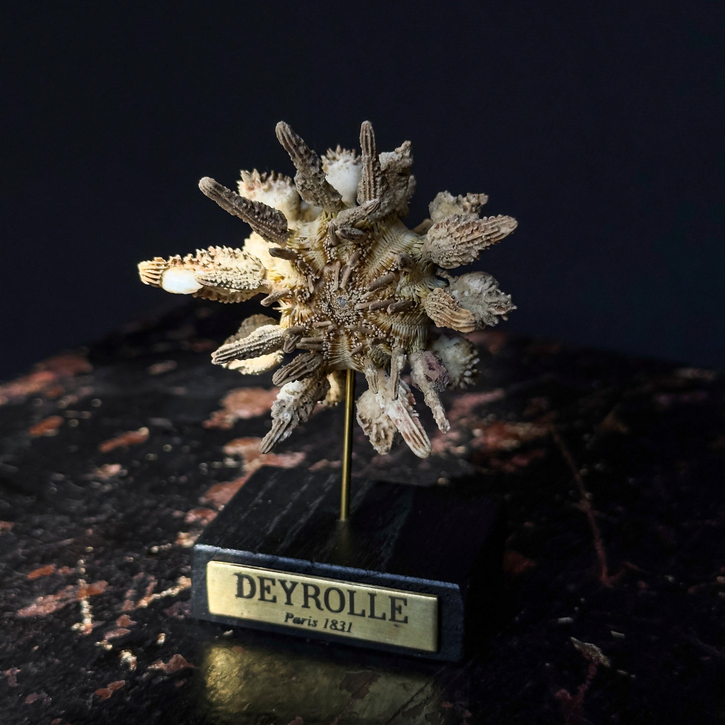 Pencil sea urchin on turned wooden base